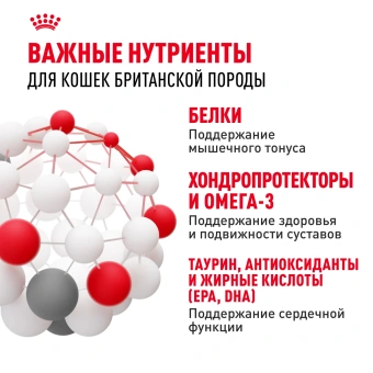 Британцы 2КГ